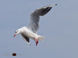 Musikalische Tagesfahrt zum Neusiedlersee am 21. 08. 2024